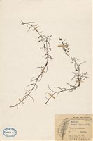 藏品(定經草)的圖片